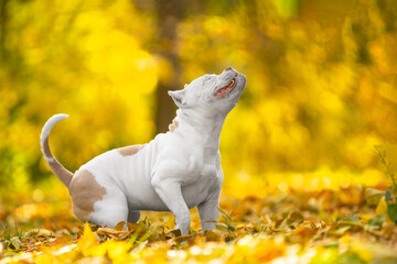 Active American bully puppy jumps in beautiful autumn park strewn with yellow foliage, side view. The camera caught a moment with a funny dog face during a walk.