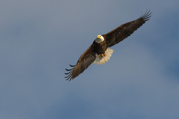 Fototapeta na wymiar Bald Eagle Flying