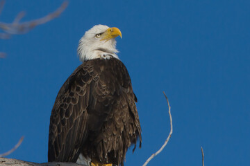 Bald Eagle Sitting on Branch