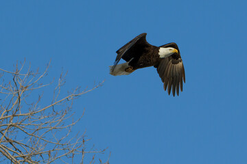 Bald Eagle in Flight with Blue Sky