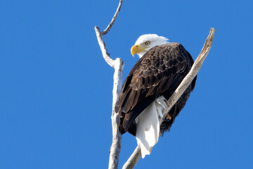 Bald Eagle Sitting on Branch Looking Back