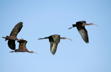 White faced ibis in flight displaying their fluorescent colored wings