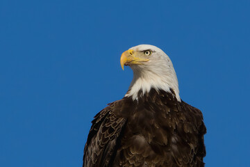 Bald Eagle Close-up 