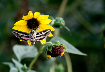 Sphinx moth on sunflower