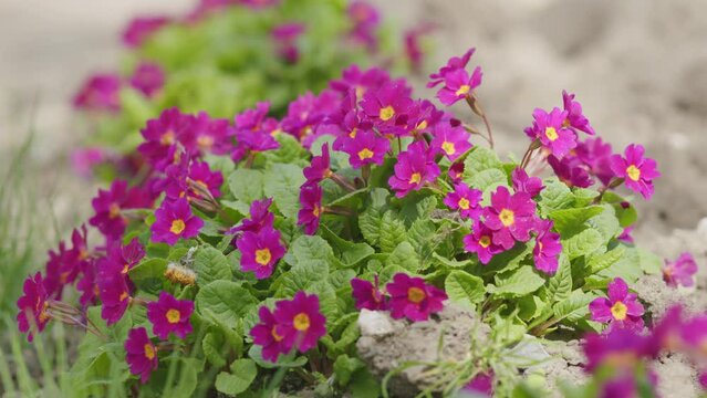 Nature concept. Primula juliae, also known as julias primrose or purple primrose.
