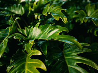 close up of leaves