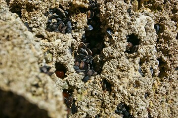 Bedrock Insect Arthropod Plant Soil Pest