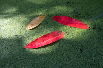 Close up of red leaf in a pond