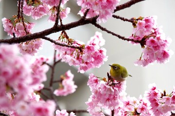 メジロと桜 

