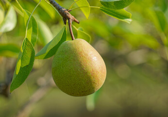 close up on pear on the tree