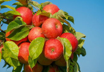 red apples on the tree in harvest season