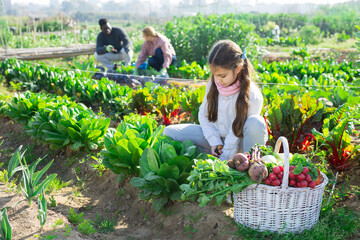 Fototapeta premium Teenage girl who helps her parents work in the vegetable garden, loosens the ground with a small shovel under a bush of ..growing spinach, sitting next to a basket of crops