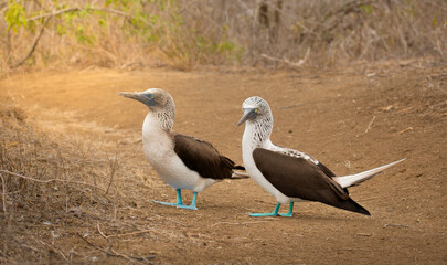 Two iconic blue footed boobies seabirds from Galapagos Islands, Ecuador performing mating ritual. Ecotourism concept.