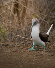 Close up of young blue footed booby bird in Galapagos Islands, Ecuador. Ecotourism and travel destinations concept.