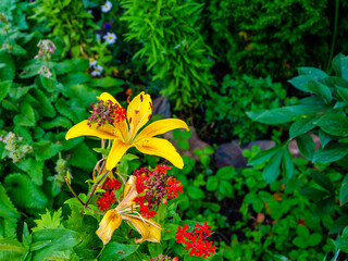 A yellow lily flower in the garden on a summer day.