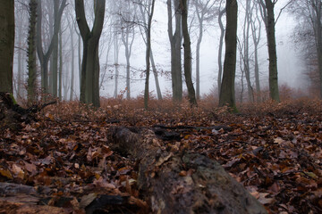 Log on dead leaves with trees in the fog in the Palatinate Forest of Germany on a fall day.