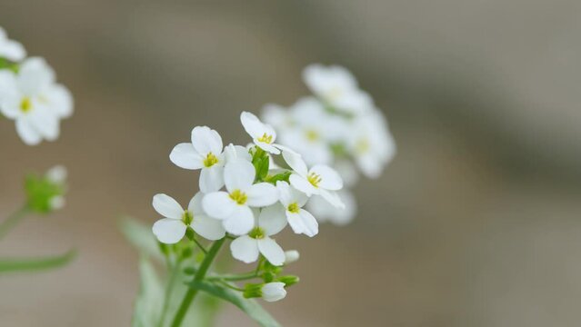 Alyssum maritimum blooming in the garden. Lobularia maritima. Arabis alpina caucasica. Rack focus.