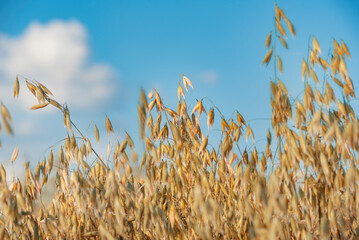 Obraz premium ripe oats on a blue sky background close-up, selective focus