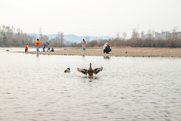 people gathered on the riverbank to feed the ducks and relax