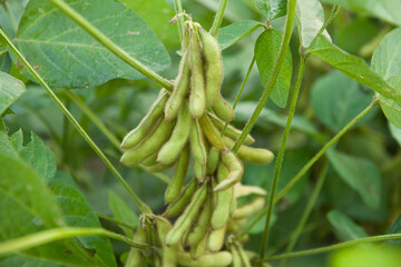 Soybean pods in Agricultural field background.  close up of soy bean plant 