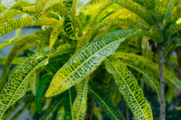 close up of palmpedia leaf