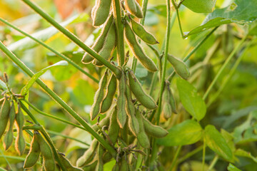 Soybean pods in Agricultural field background.  Soy bean plant in sunny field
