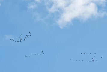 Sandhill crane migration in fall with blue sky