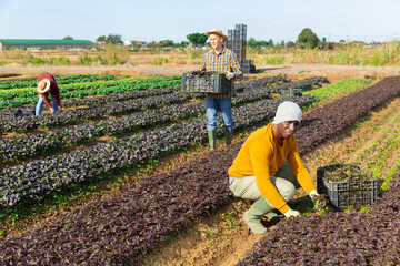 Male gardener harvests red arugula on farm plantation