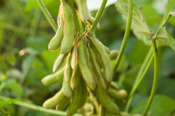 Soybean pods in Agricultural field background.  close up of soy bean plant 