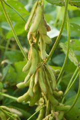Obraz premium Soybean pods in Agricultural field background. close up of soy bean plant 