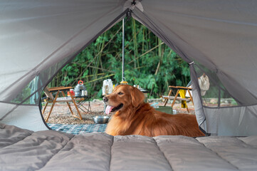 The golden retriever lies beside the tent © chendongshan