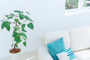 窓辺のソファーと観葉植物