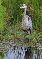 Great blue heron portrait into the swamp, Quebec, Canada