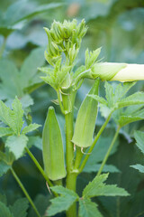 Okra plant or Lady's Finger vegetable trees in farm agricultural gardens.