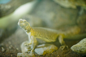 Picture of a dhab (Uromastyx aegyptia) in a glass cage with sand and rocks.