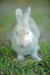 a domestic rabbit (Oryctolagus cuniculus domesticus) has three colors white, gray and brown, playing in the green grass.