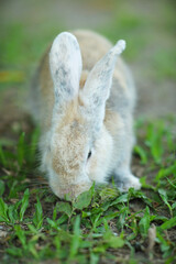 a cute domestic rabbit (Oryctolagus cuniculus domesticus) has three colors white, gray and brown, eat green grass.