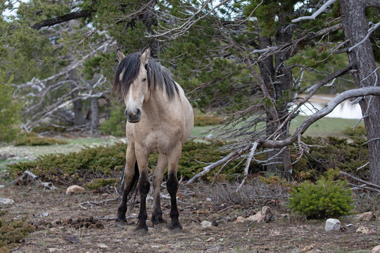 Buckskin dun wild horse band stallion in the mountains of the western United States