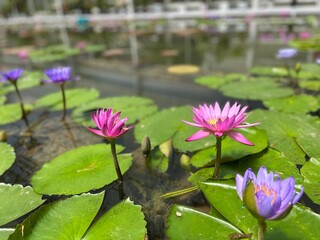 pink water lily 蓮