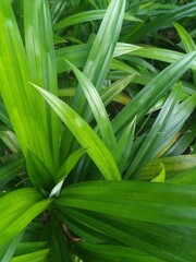 Obraz premium Pandan leaves. commonly used to make cakes to smell good and also as a green colorant for food.