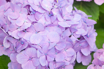 Purple hydrangea flowers in the garden, Kagoshima, Japan