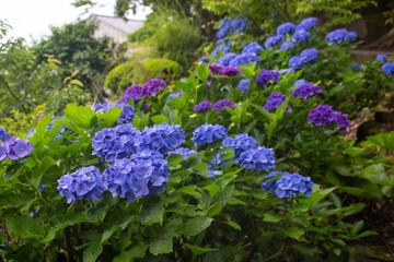 Blue and purple hydrangea flowers in the garden at Kagoshima, Japan