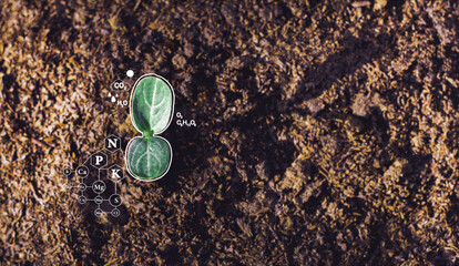 Pumpkin seedlings grow from fertile ground and have technology icons about minerals in the soil...
