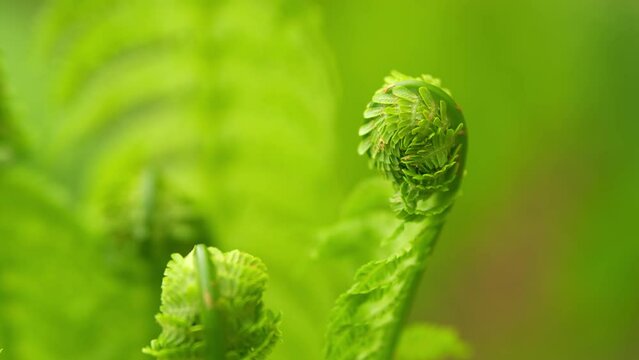 Young fern leaves in garden. Young green leaves of fern swaying in the summer wind. Close up.