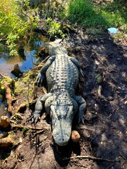 alligator in the swamp