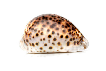Image of tiger cowrie (Cypraea tigris) on a white background. Undersea Animals. Sea shells.