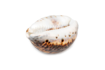 Image of tiger cowrie (Cypraea tigris) on a white background. Undersea Animals. Sea shells.