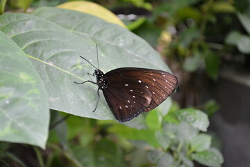 butterfly on a leaf