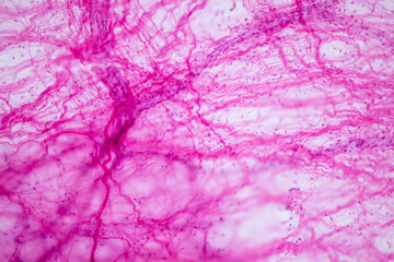 Connective tissue human and Striated muscle human under the microscope in Lab. - obrazy, fototapety, plakaty