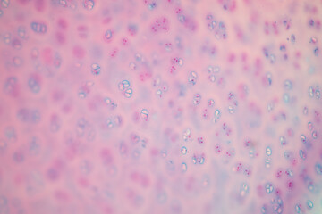 Connective tissue human and Striated muscle human under the microscope in Lab.